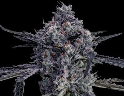 GRG | Black Market | Flower | Bulk/Deli