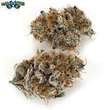 Propaganda | Dosi Trop | Flower | Bulk / Deli