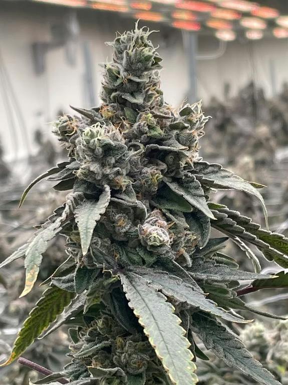 Propaganda | Slumper | Flower, 1 Oz (28.0 grams)