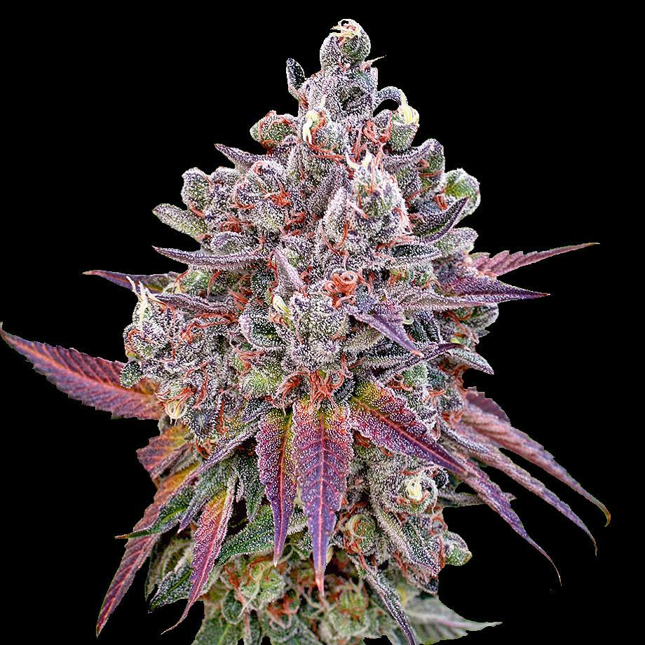 Sunfire Farms | Orange Nightmare | Flower | Bulk/Deli