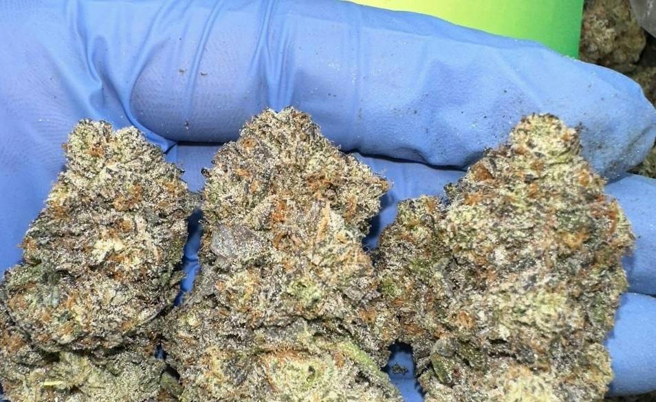 GRG | Frosted Truffle Pie | Flower | Pre-rolls,