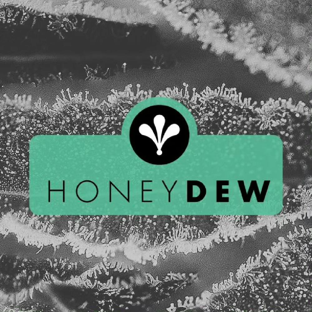 Heady Eddy at Northwind Cannabis