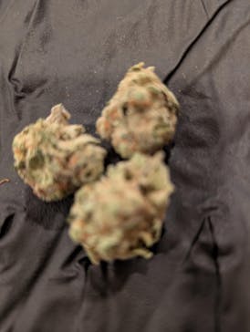 Mimosa Bulk Flower