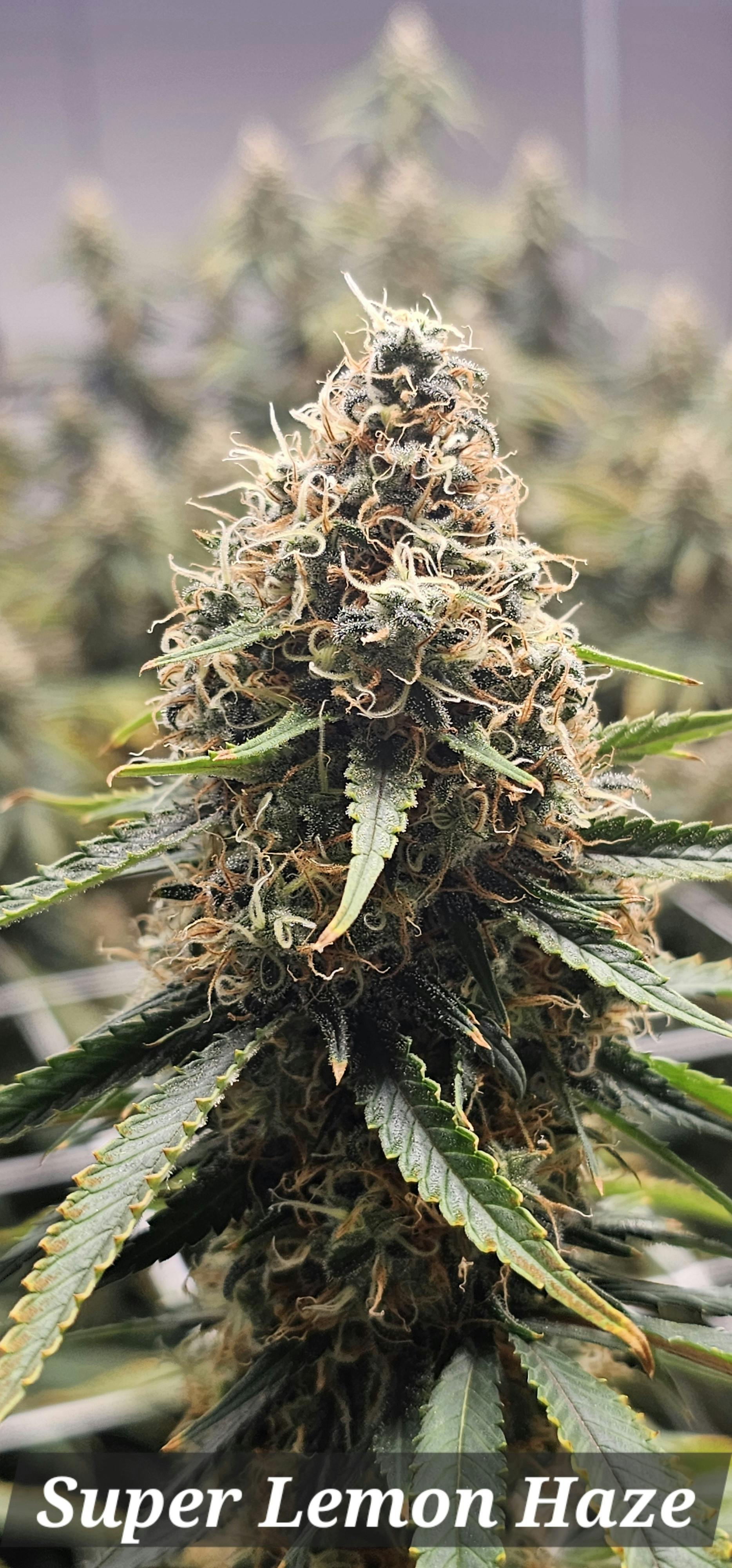 Super Lemon Haze at Lakewood Cannabis
