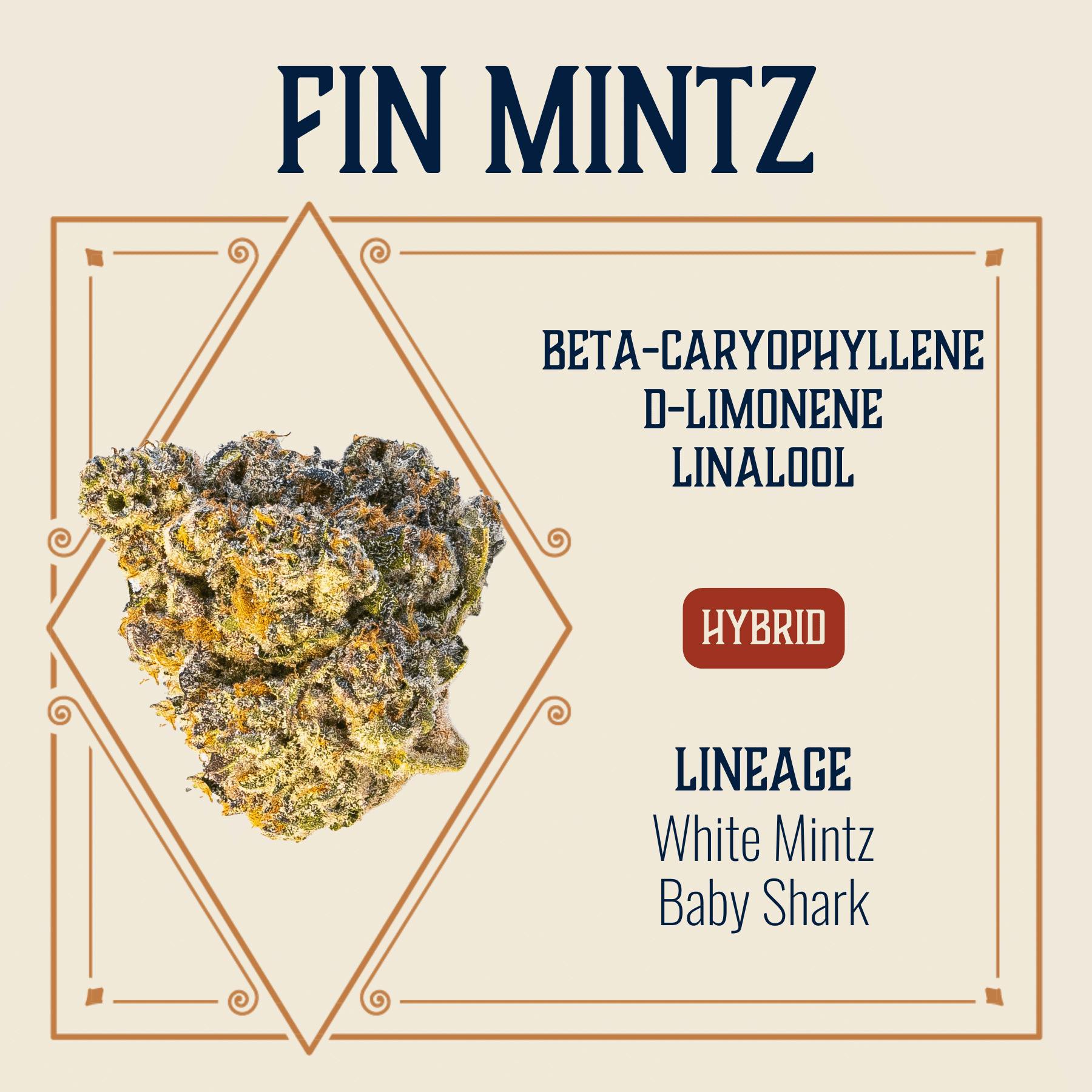 Fin Mintz