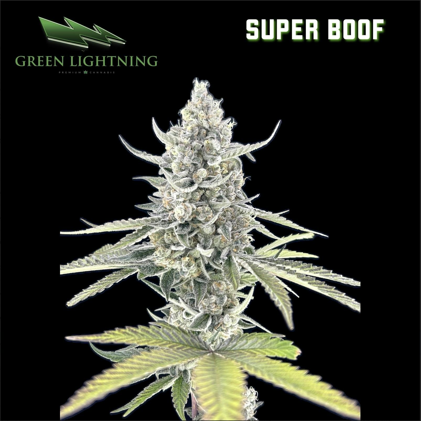 GREEN LIGHTNING | SUPER BOOF | 3.5G FLOWER