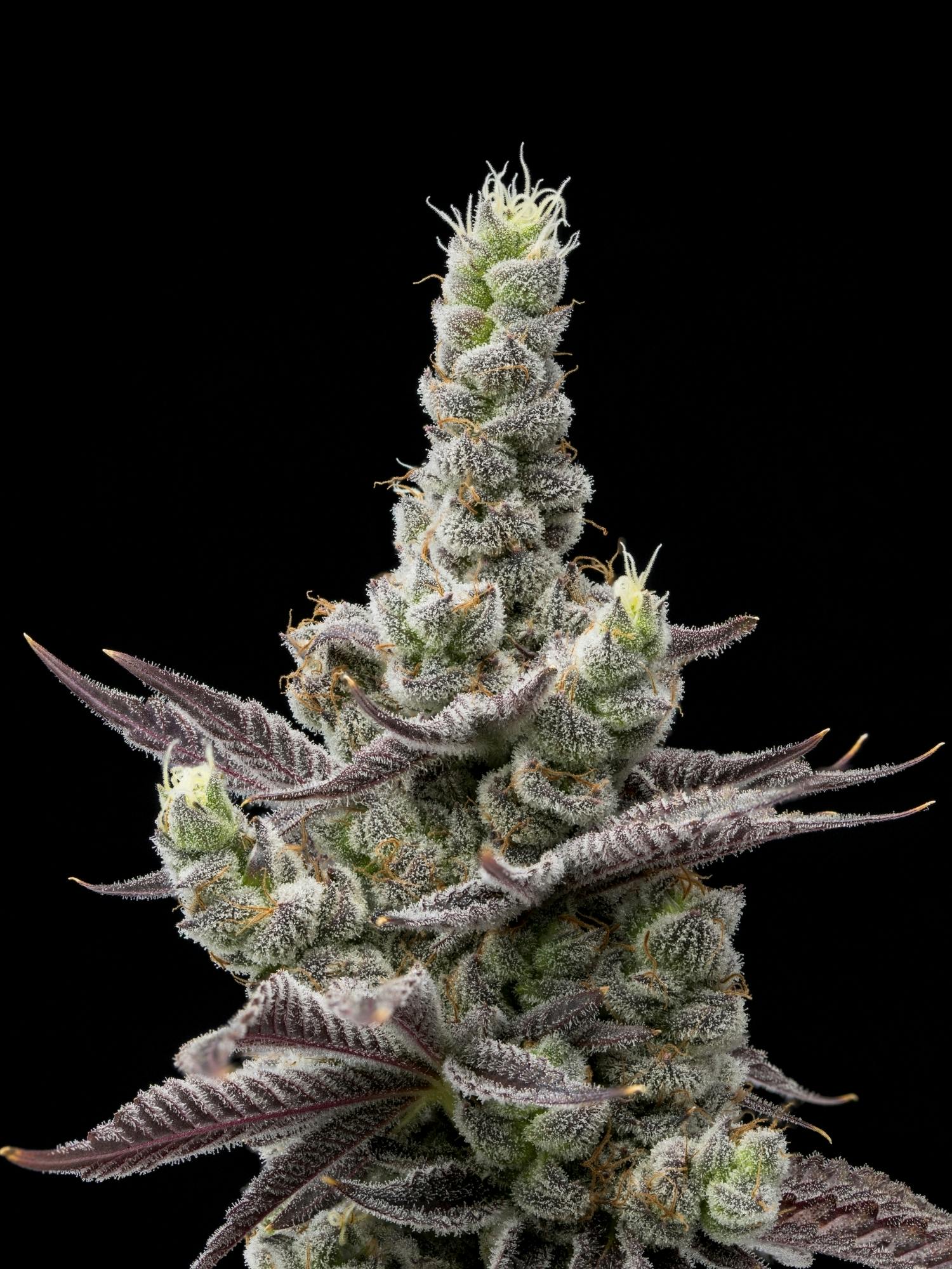 FullTilt Labs | Gyat | 3.5g | Flower - 3.5 g