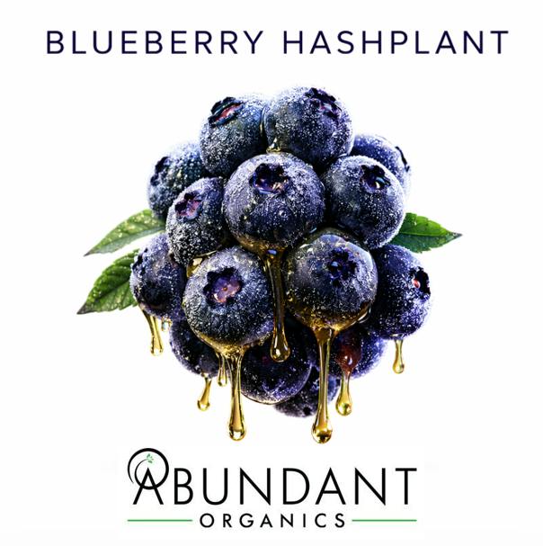 Blueberry Hashplant | Deli Style Flower at Farm Fresh Medical/Recreational Marijuana Dispensary