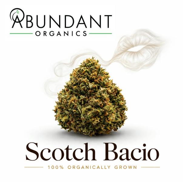 Scotch Bacio | Deli Style Flower