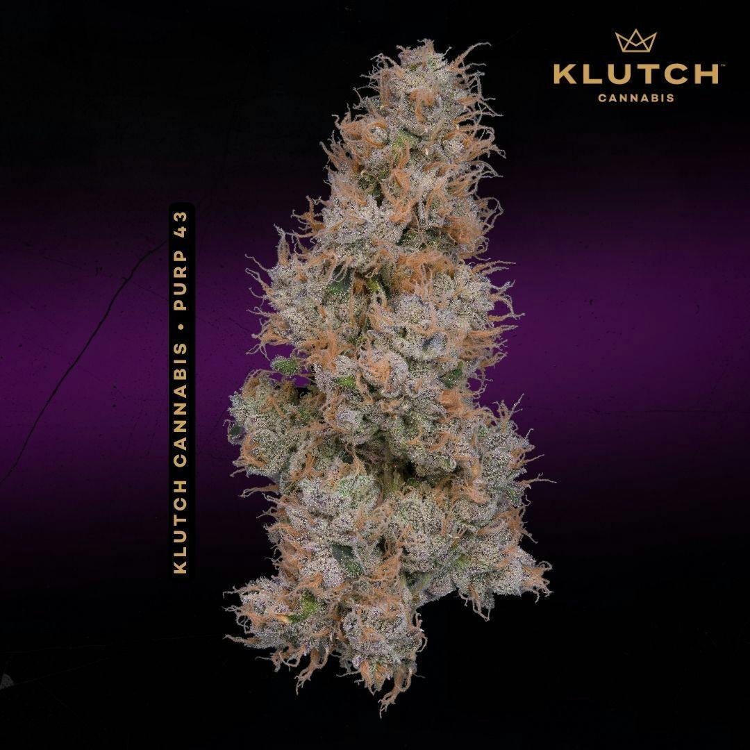 | Purp 43 |