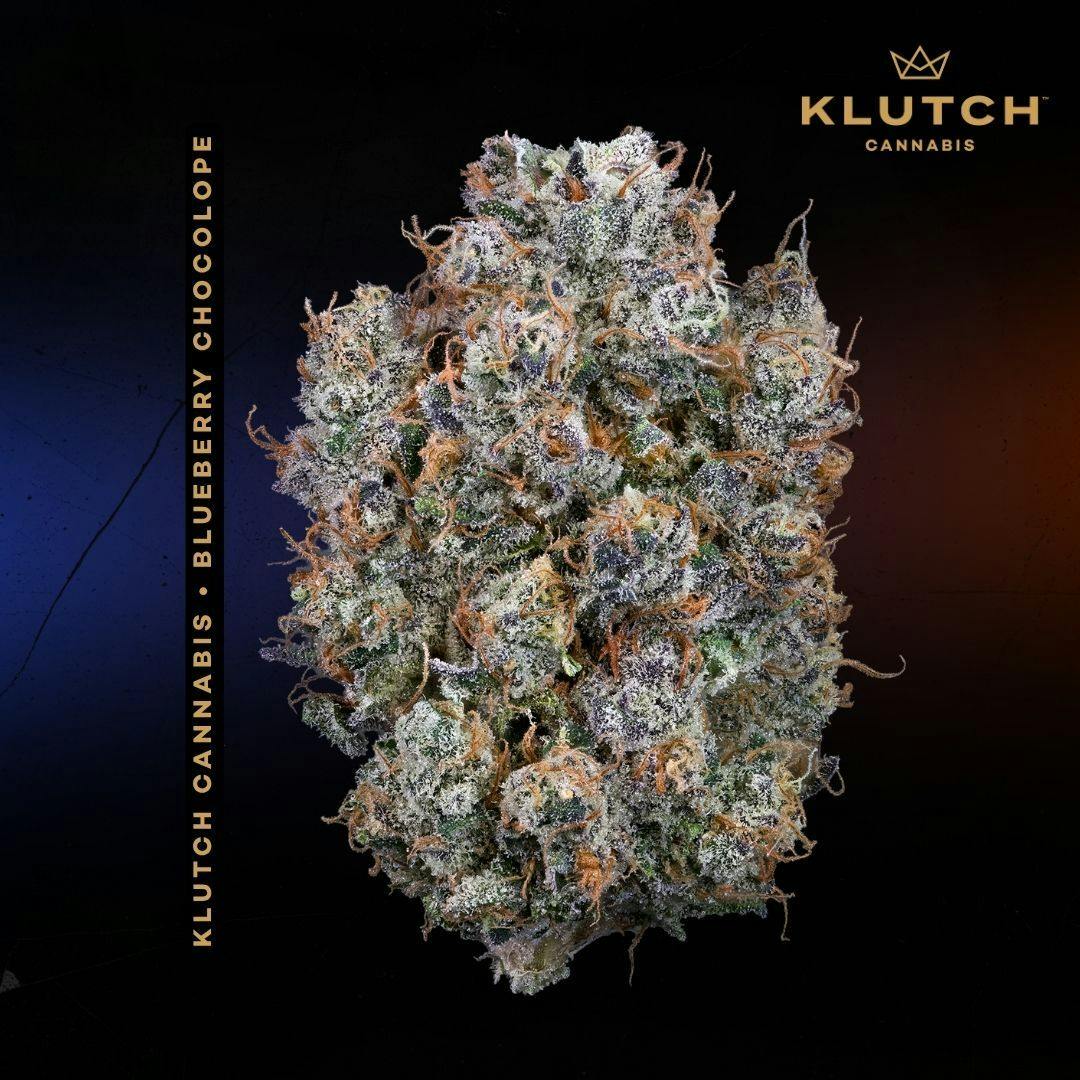 | Blueberry Chocolope |