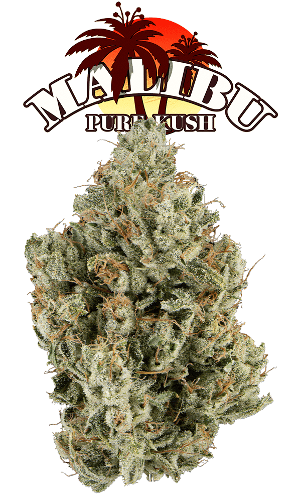 Malibu Pure Kush Glass