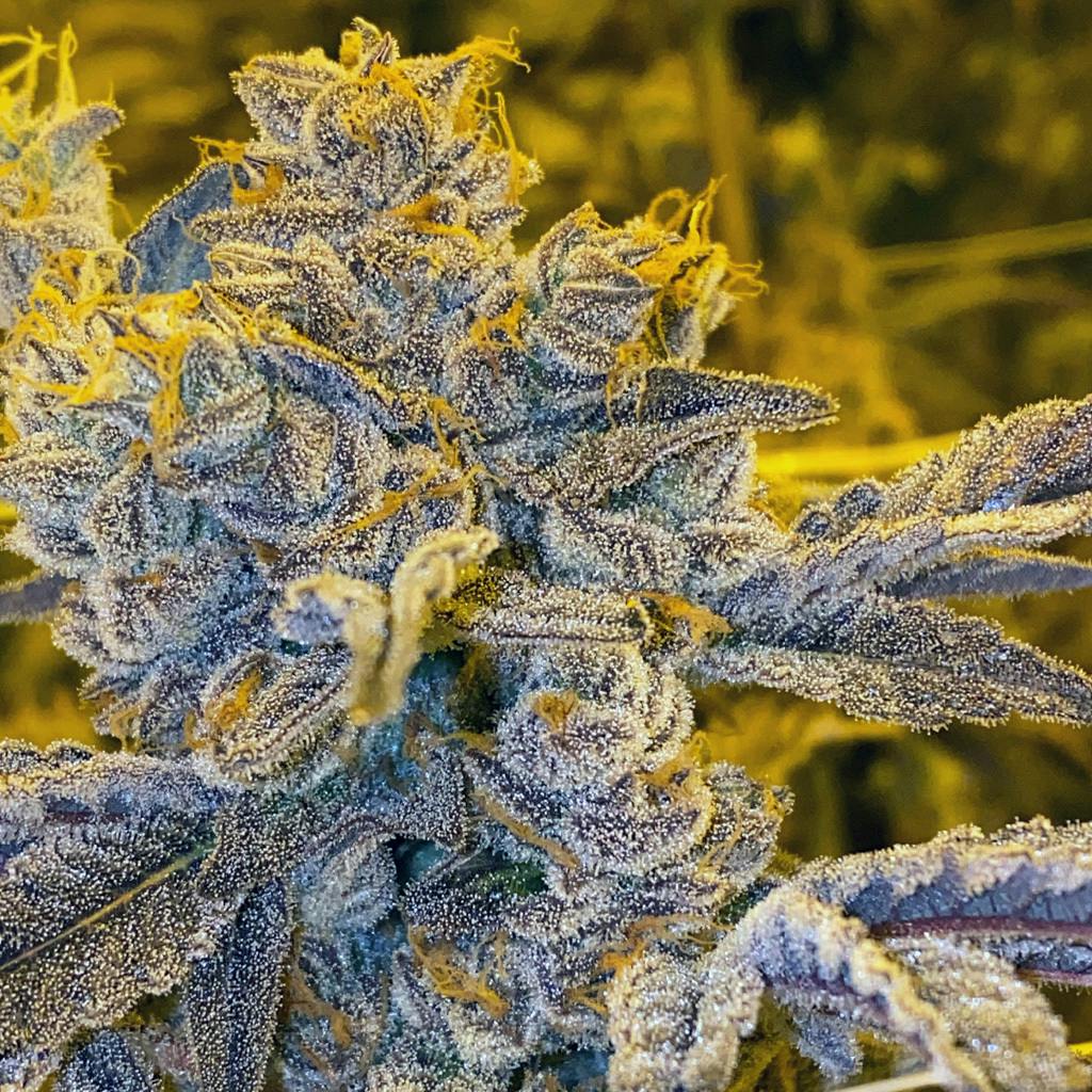 Sugar Shack #3 | Cannrose | Bulk Flower by CannRose
