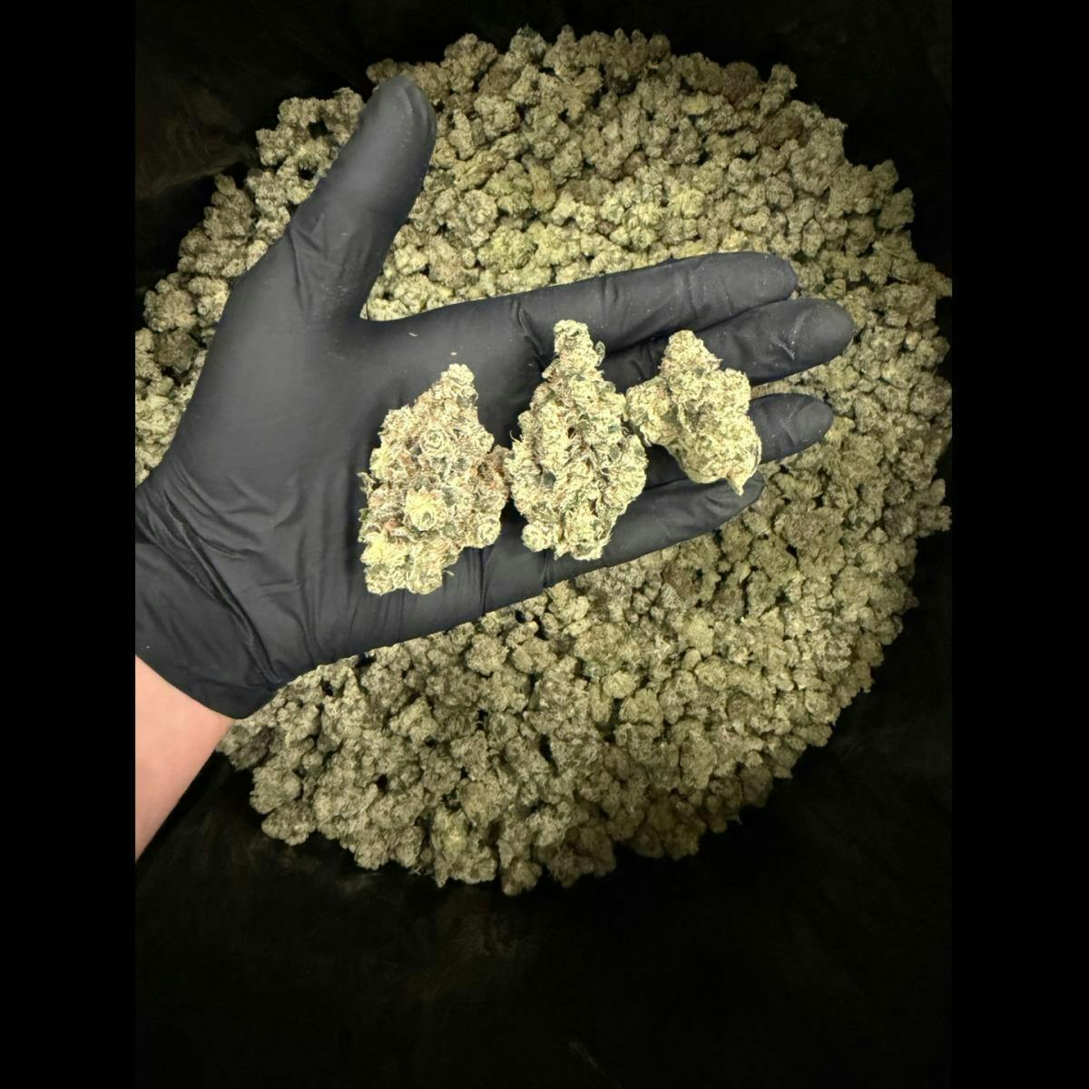 OBJECTIV | CHEM DADDY | HYBRID | DELI-STYLE | REC