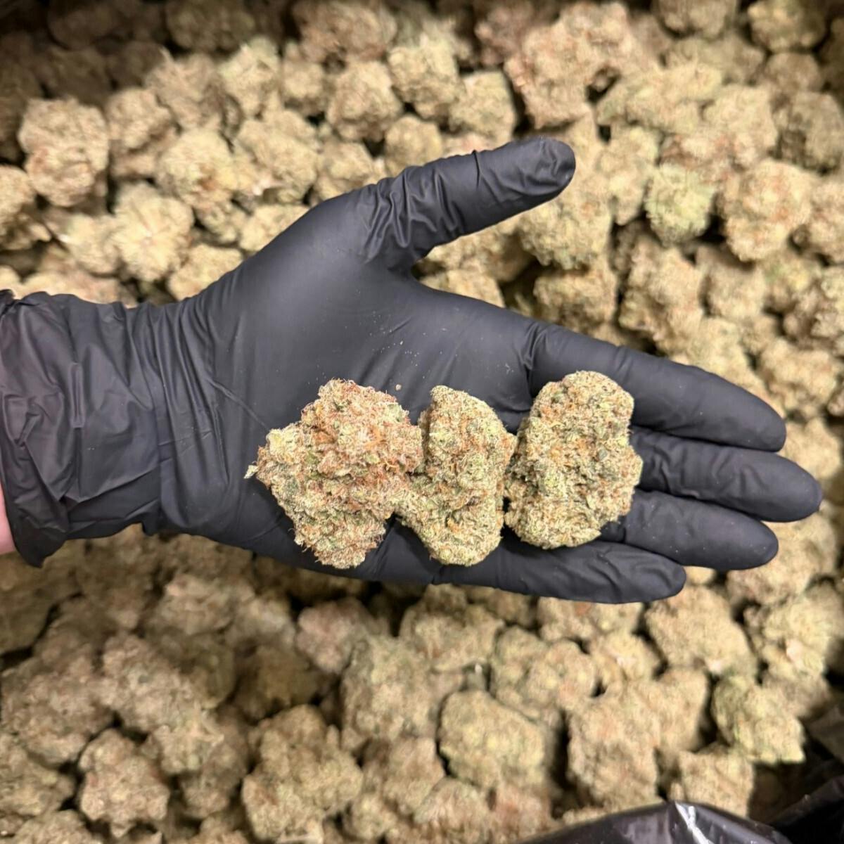 OBJECTIV | TATIS TEA | SATIVA | DELI-STYLE | REC
