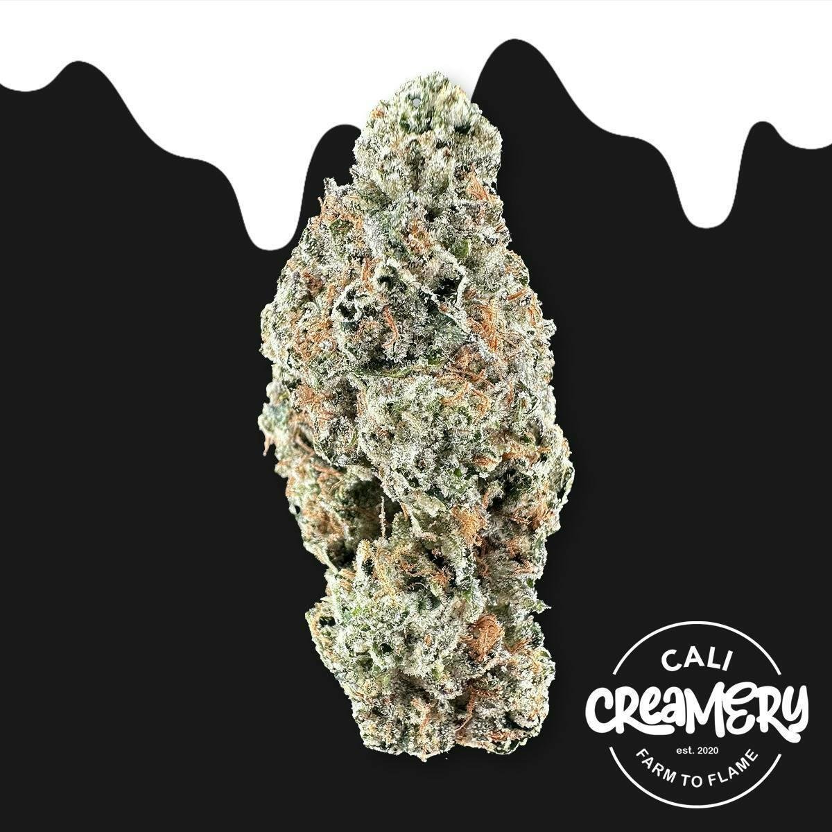 Kutthroat: KUTTHROAT SMALLS 7G
