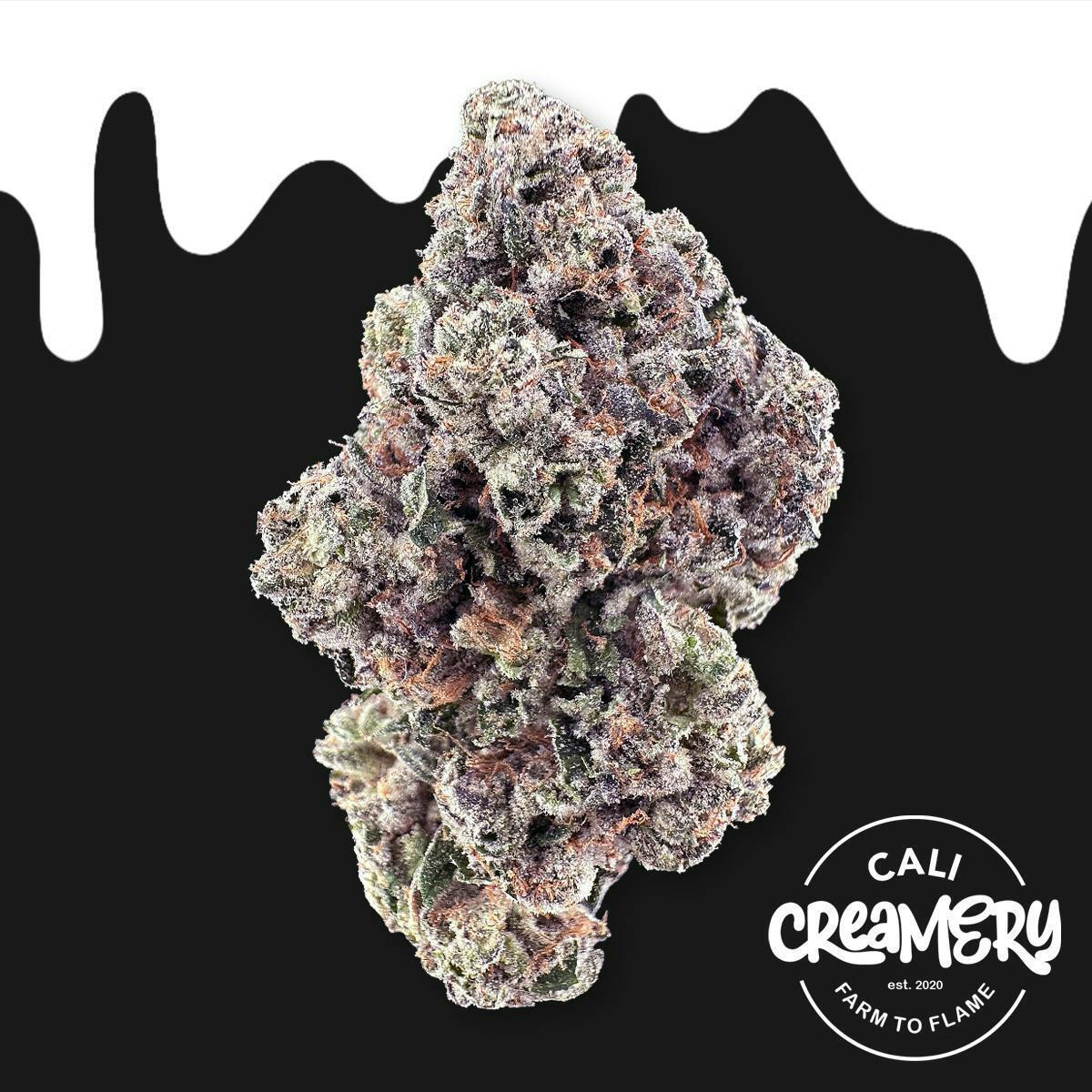 Kutthroat: KUTTHROAT 3.5G