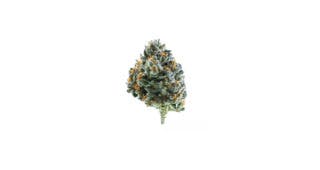 Gelato Zafari 14g (1/2oz)