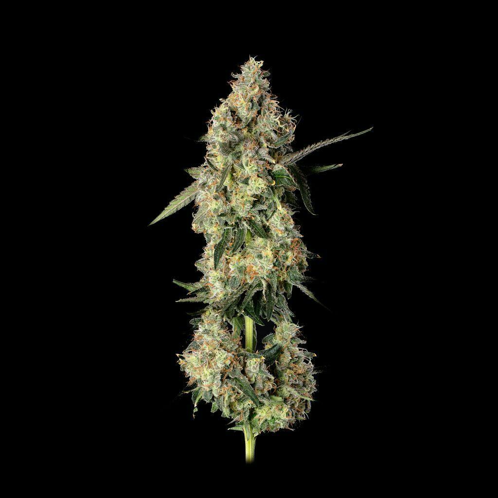 Lemon Smuggler