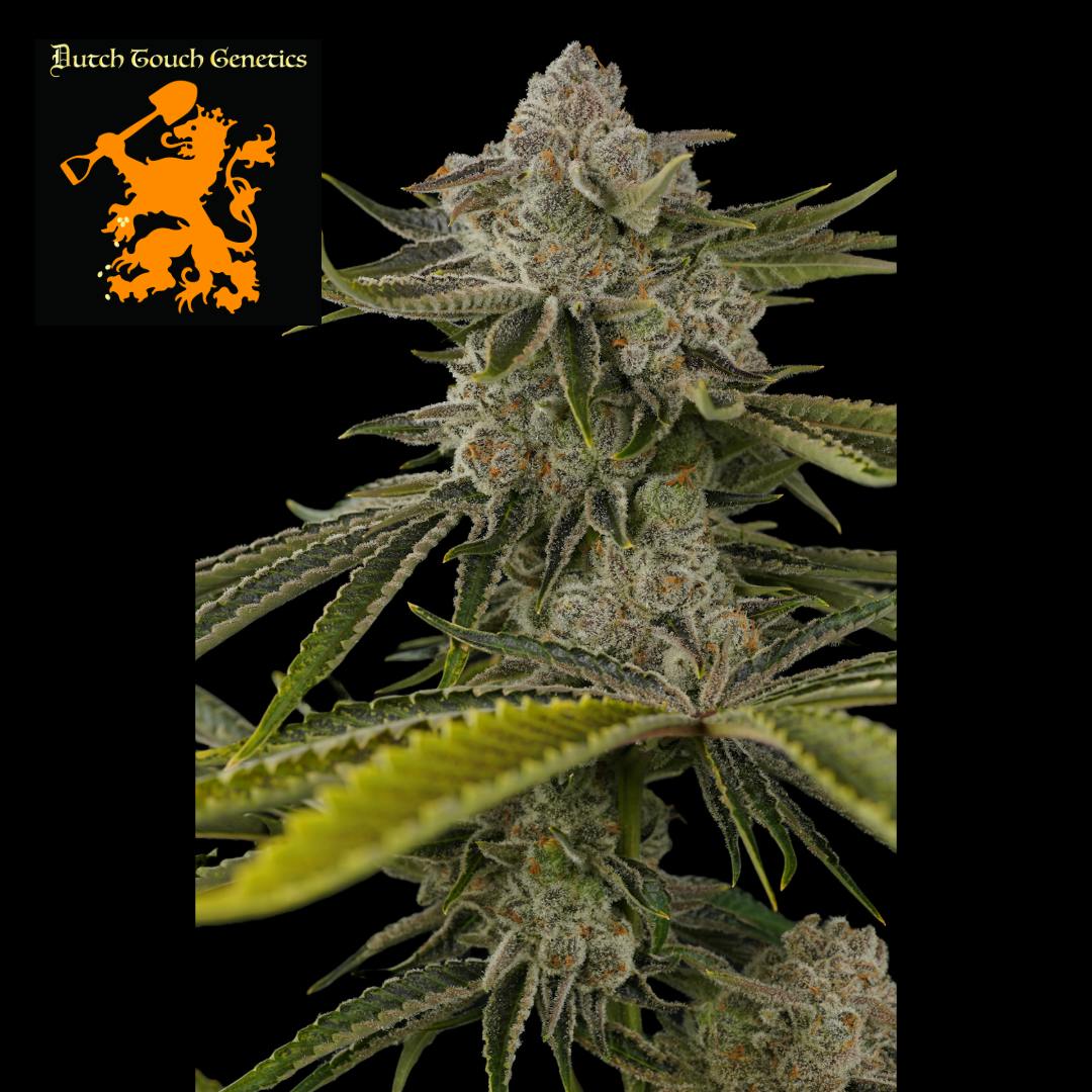 (MED) Orange Kush Cake Buds - Dutch Touch Genetics