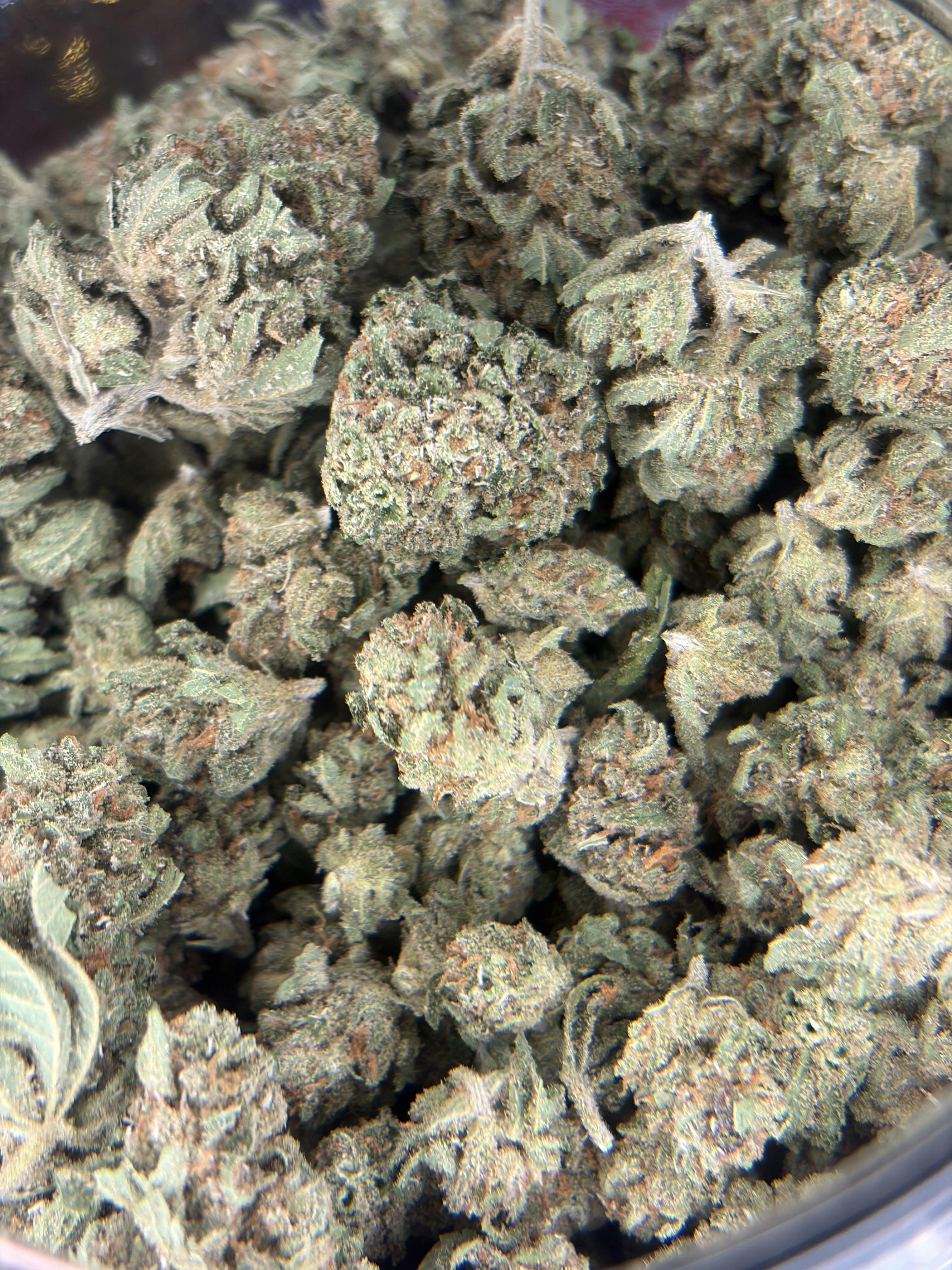 Jack Herer: Buds- For $6 Deal