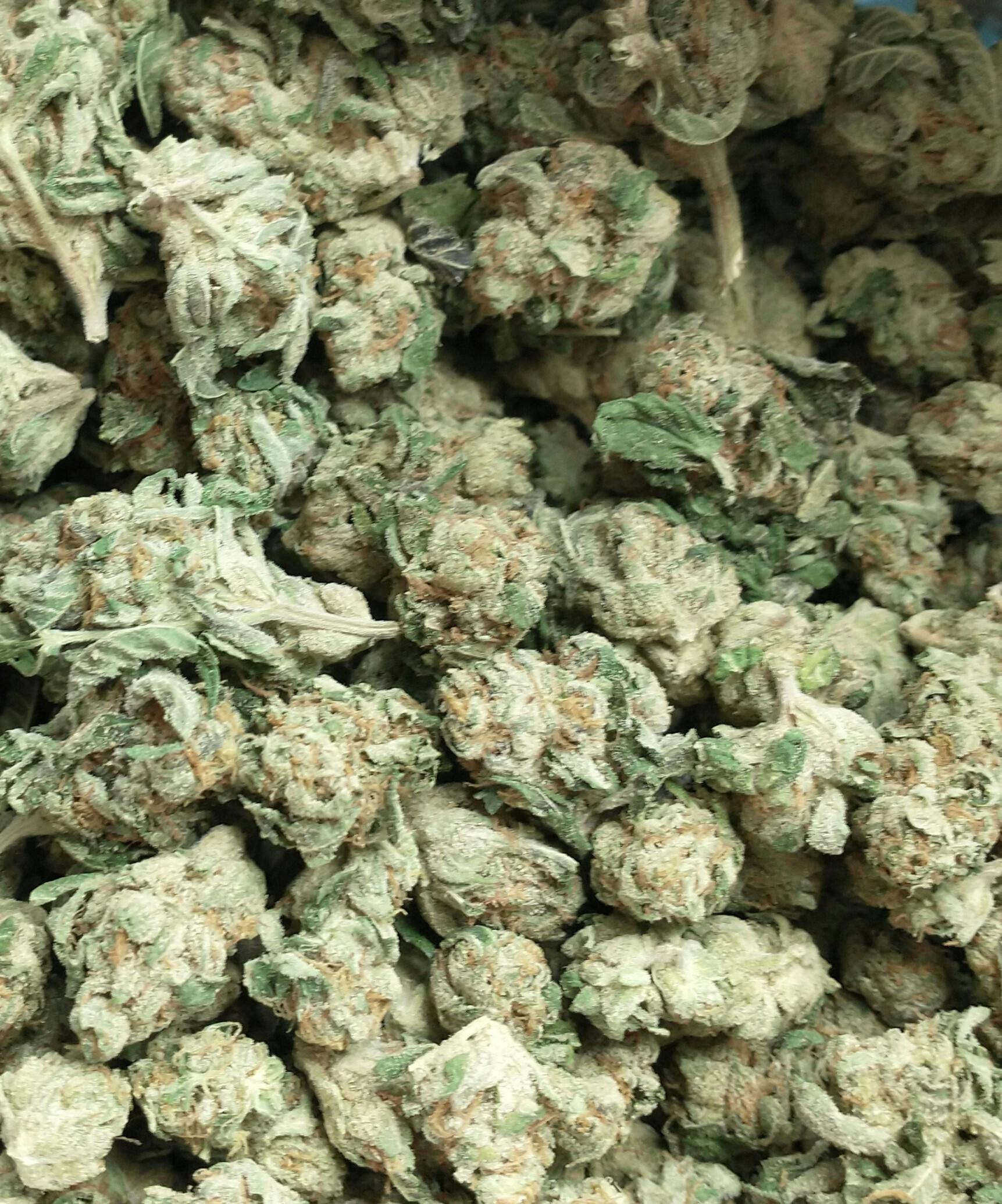 Clark Griswald: Buds- For $10 Deal