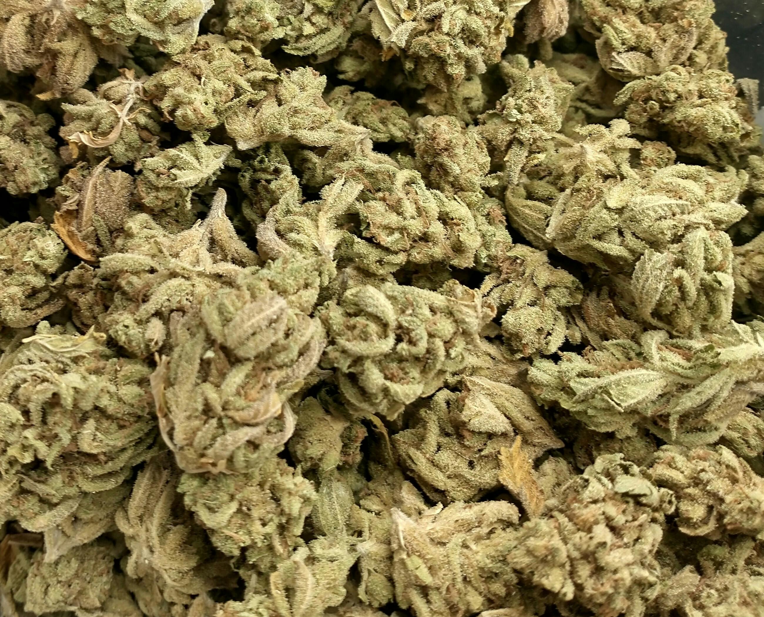 Honey Bananas: Buds- For $6 Deal