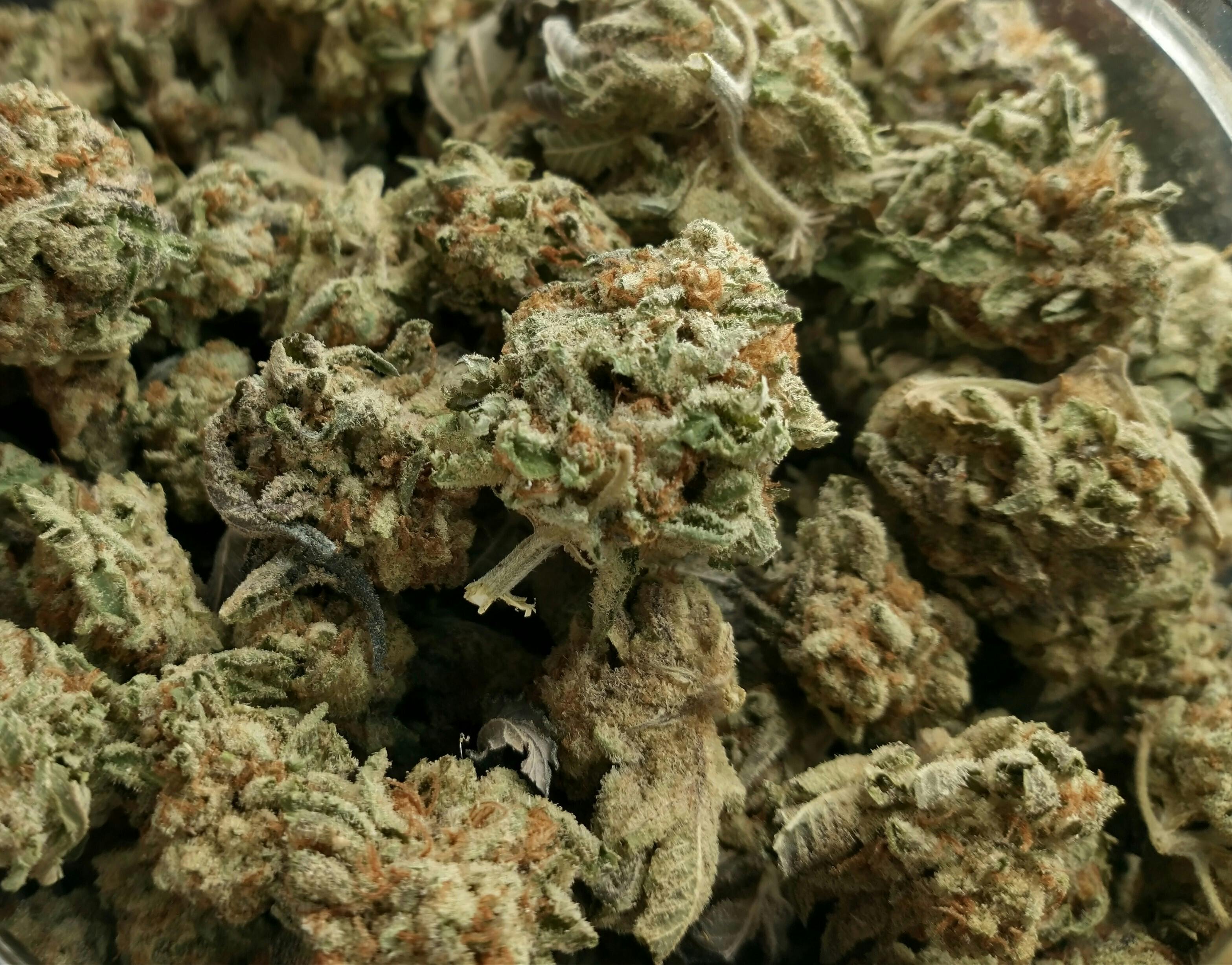 Illuminati: Buds- For $10 Deal