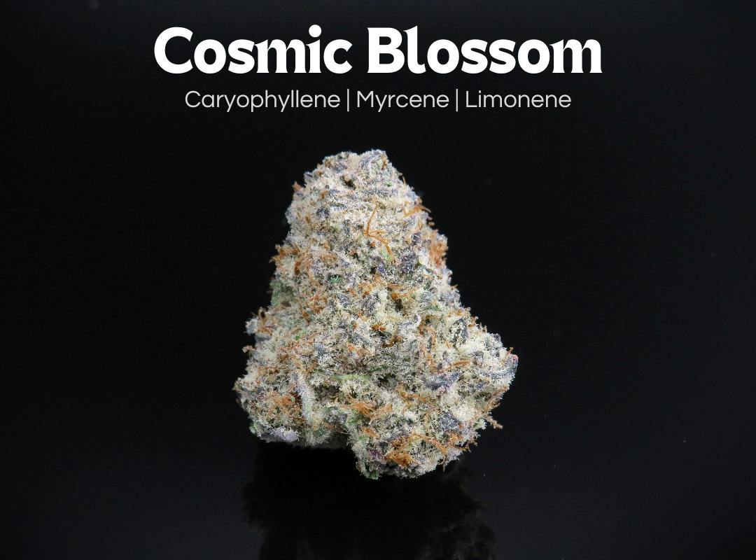 Cosmic Blossom | Flower