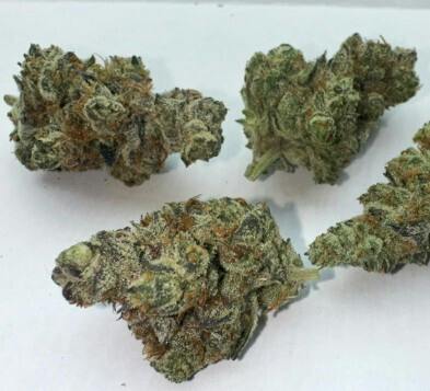 Talkeetna Traditions GMO Cookies flower