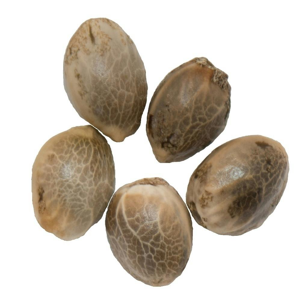 Parkland Flower Inc. - Northern Lights Auto Flower Seeds - 5 Pack