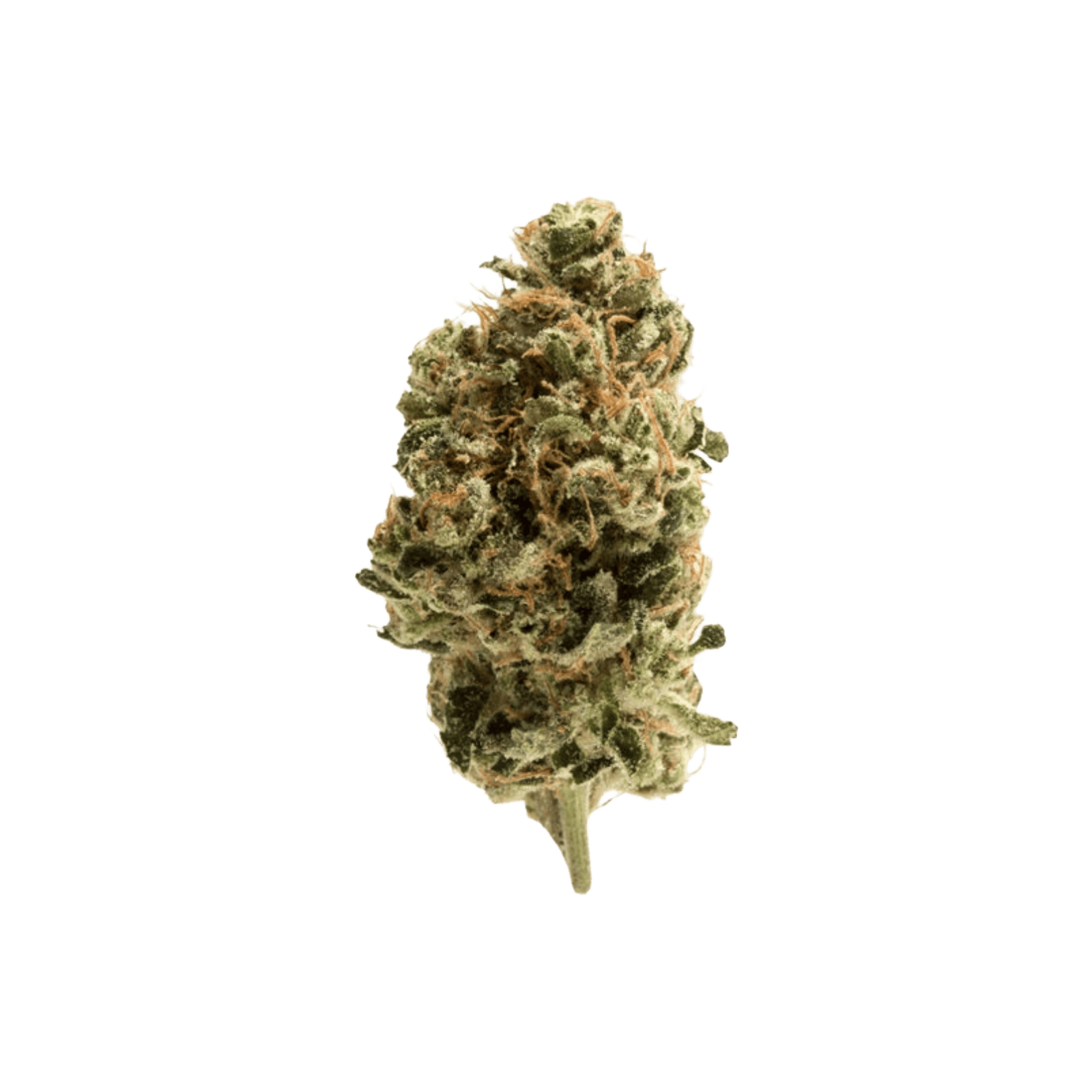 710 SAVANT | DEVIL'S CANDY | HYBRID | DELI-FLOWER | REC