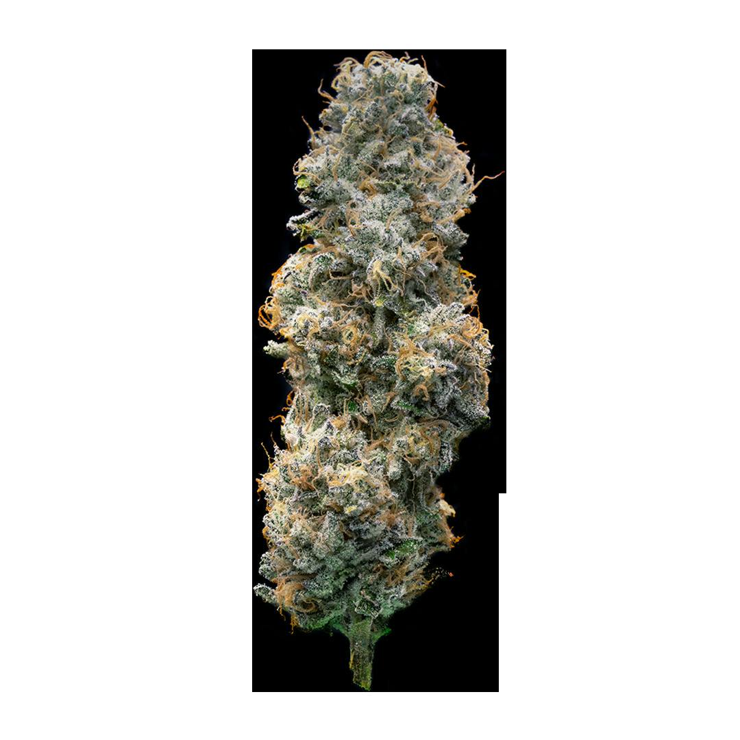 SOCIETY C | BUBBLE BATH | HYBRID | DELI-STYLE FLOWER | REC