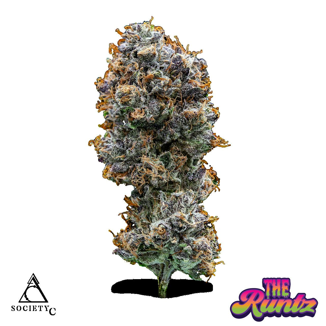 SOCIETY C | OMEGA RUNTZ | HYBRID | DELI-STYLE FLOWER | REC