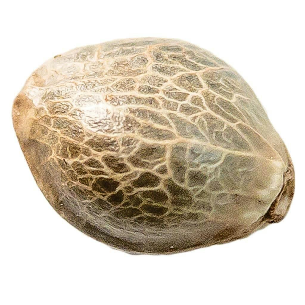 Seeds