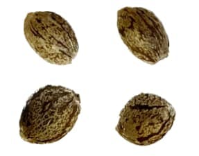 Seeds
