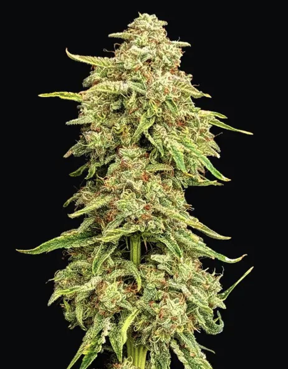 Bumper OG 3.5g