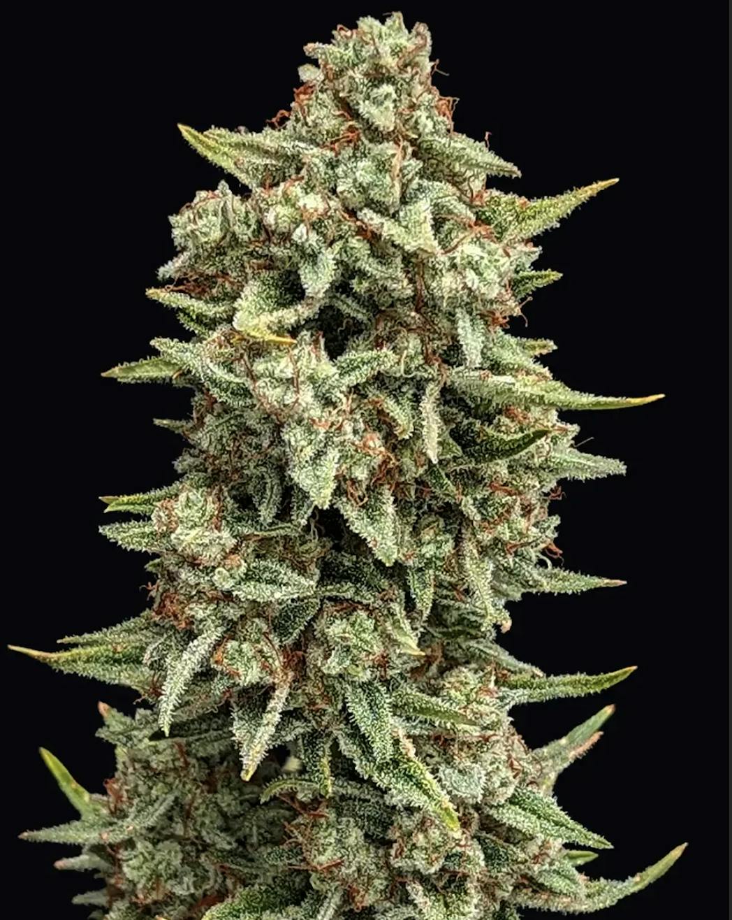 Zesty Parm 3.5g