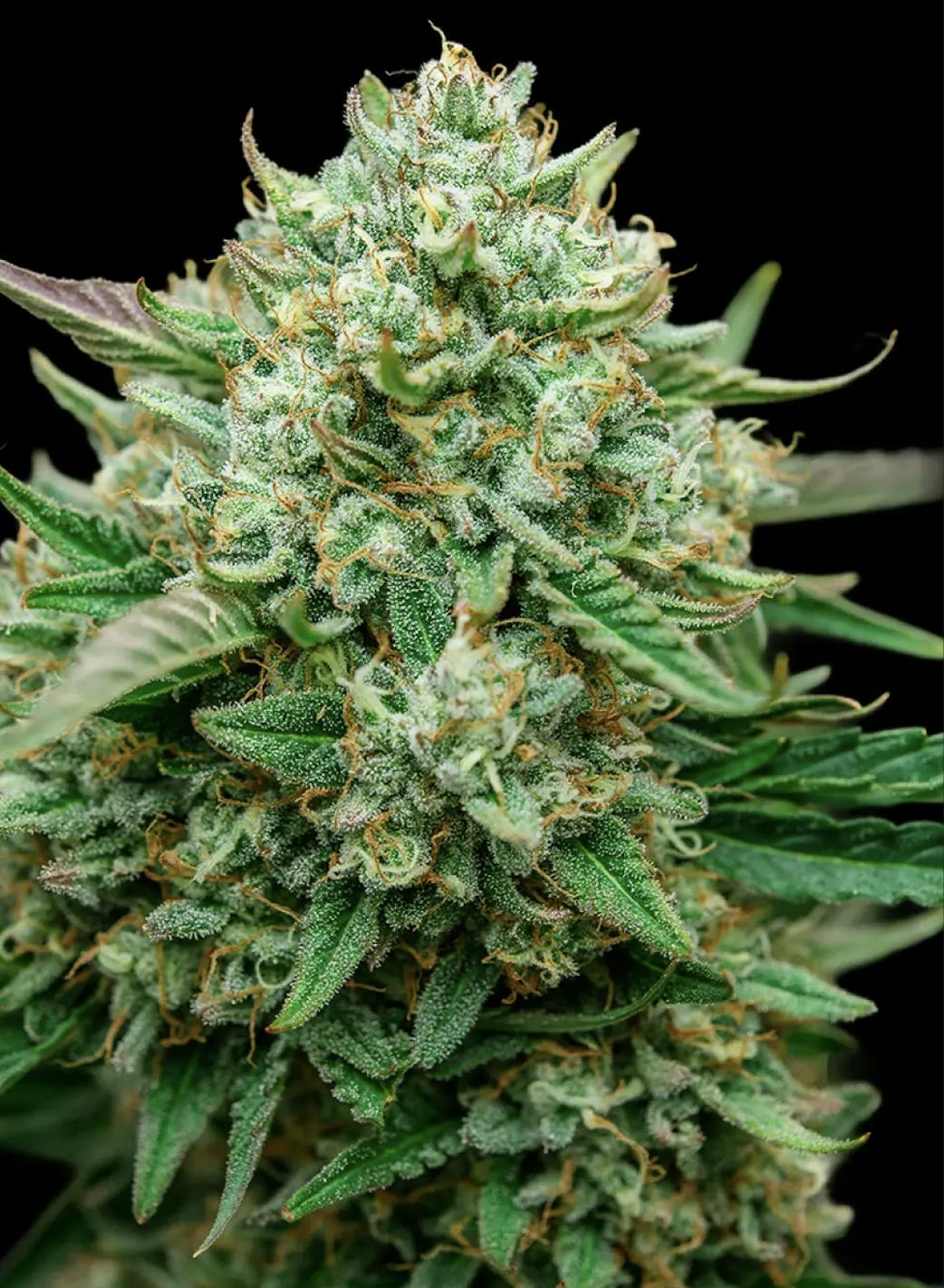 Fruit by the Foot 3.5g
