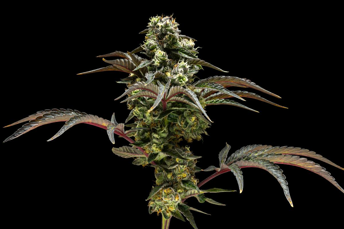 Lemon Pastries 3.5g