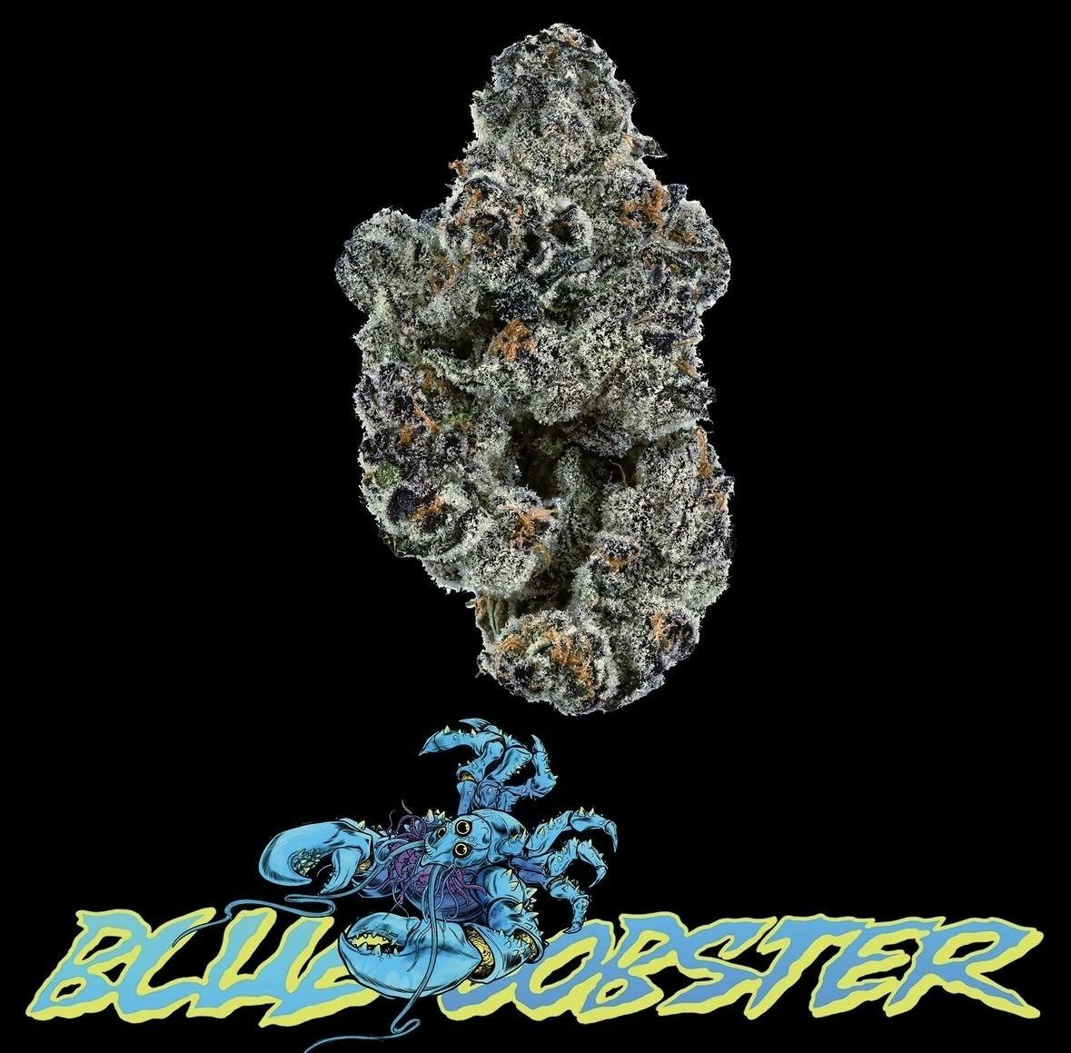 Maine Trees | Blue Lobster