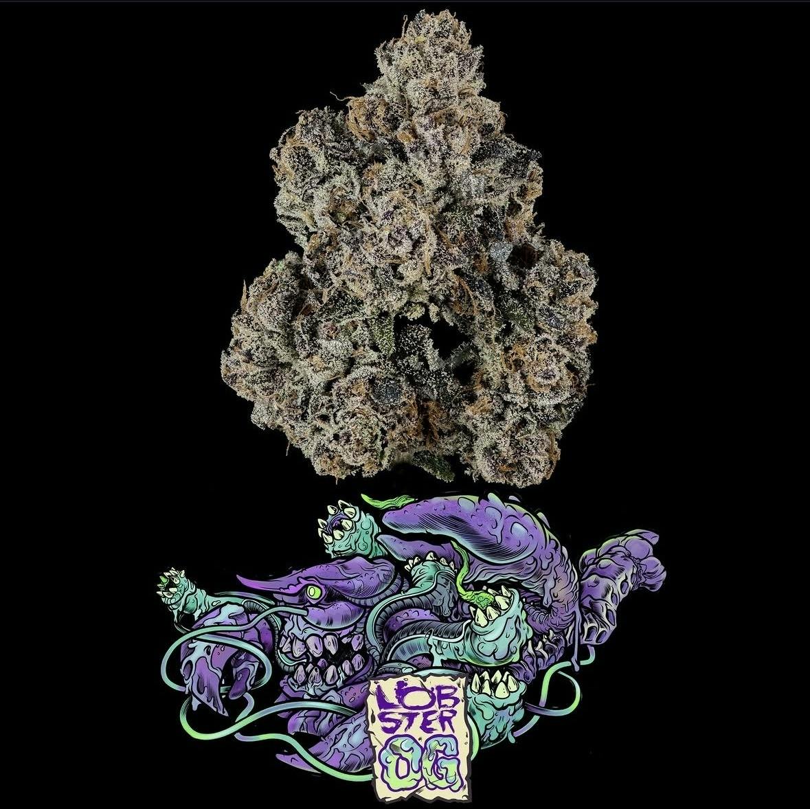 Maine Trees | Lobster OG
