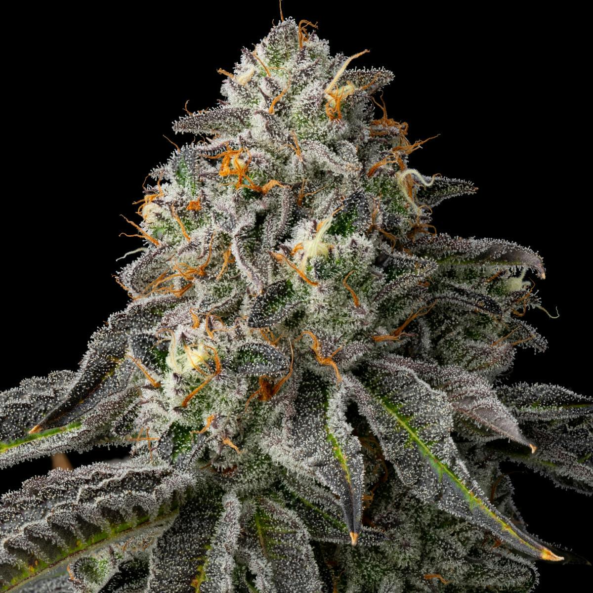 Maine Trees | Slurmz