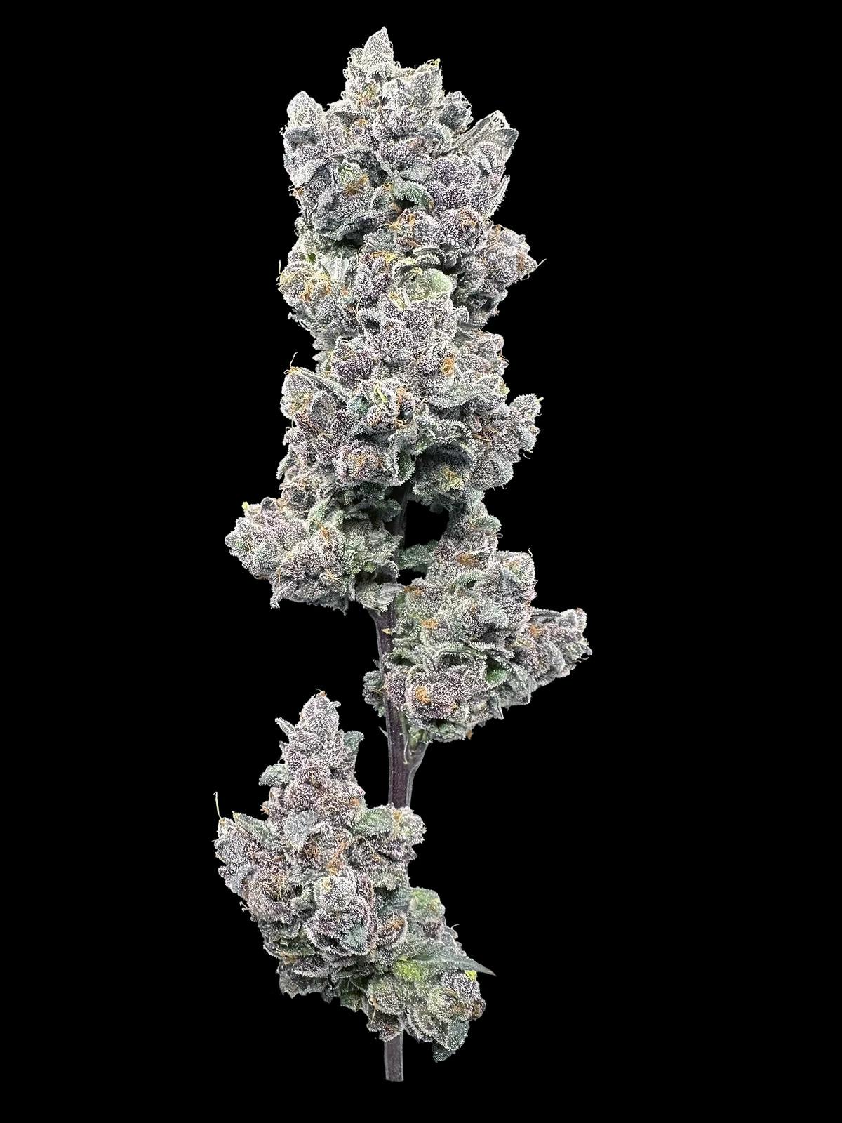 Garlic Sherbert x Twisted Ice Cream