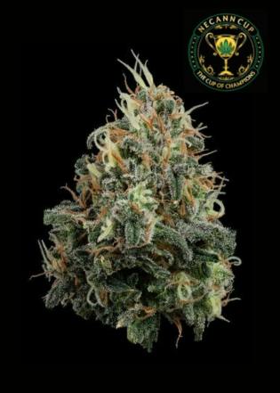 Papaya Splash - Shake cannabis product
