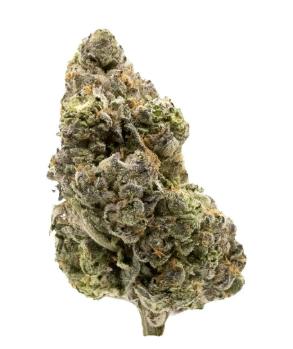 Midnight Sherb - Dried Flower