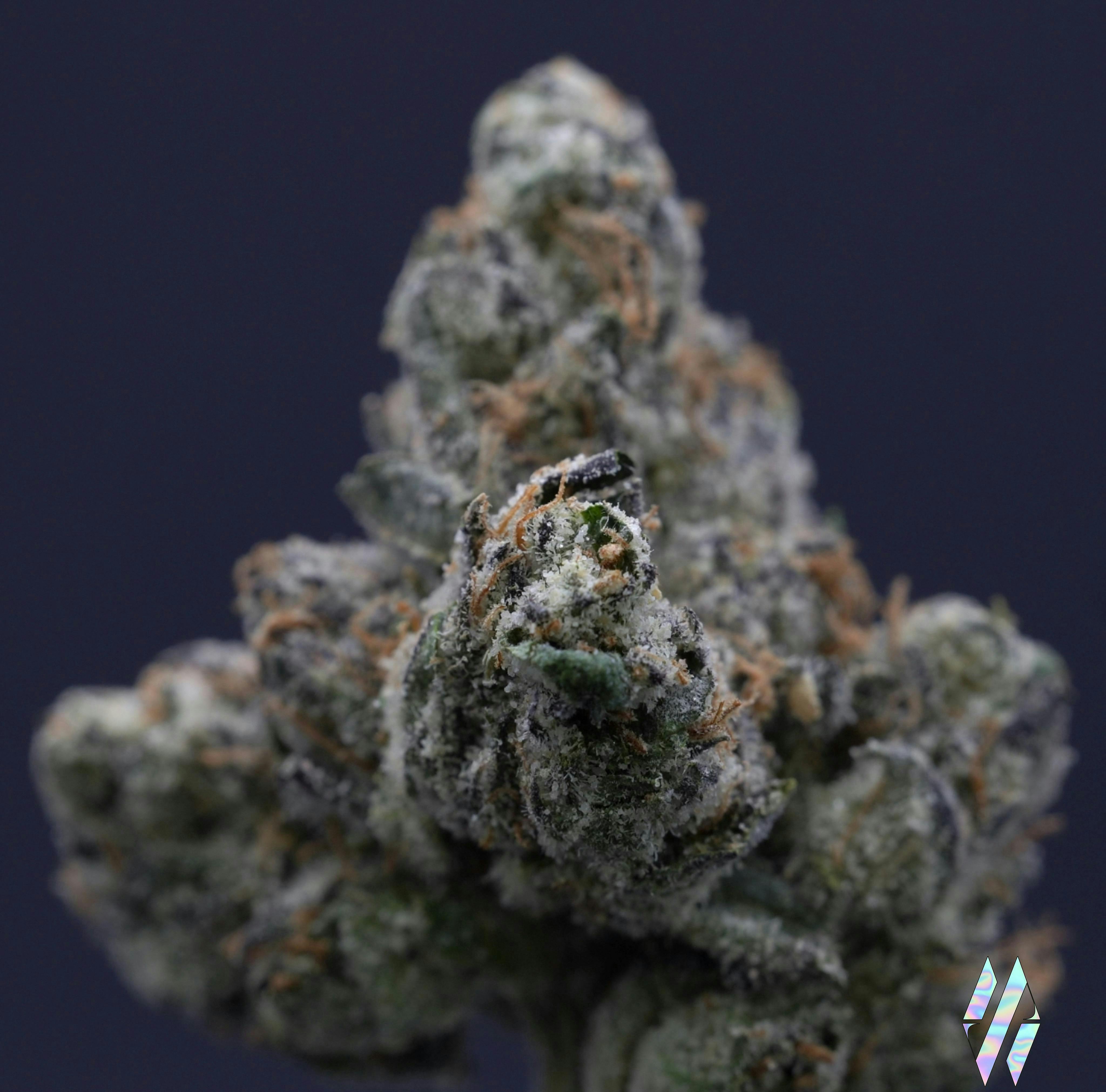 Catskill Candy (Craft Indoor) | 3.5g | Micro Grower