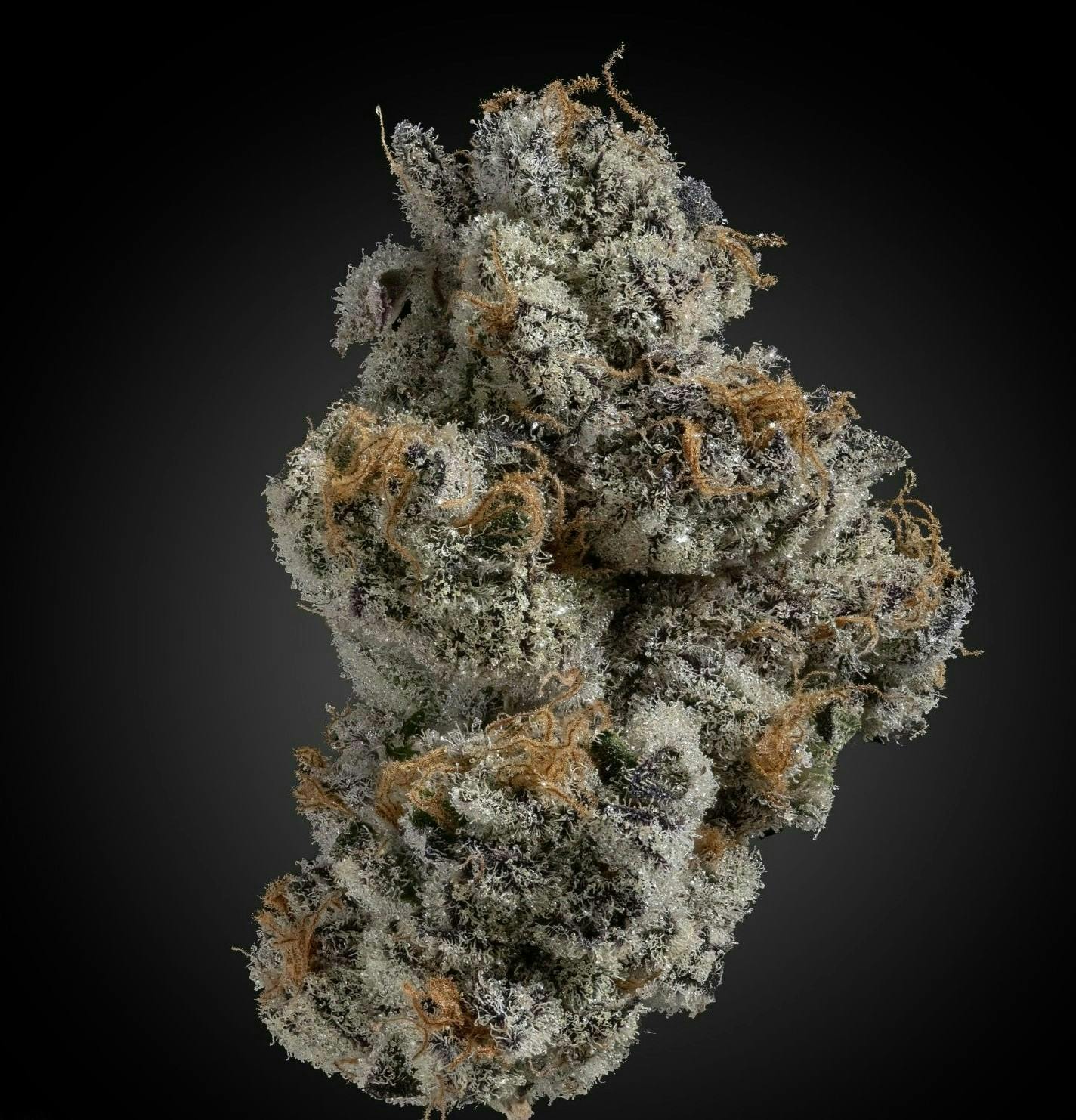 Biscotti Glaze | 3.5g