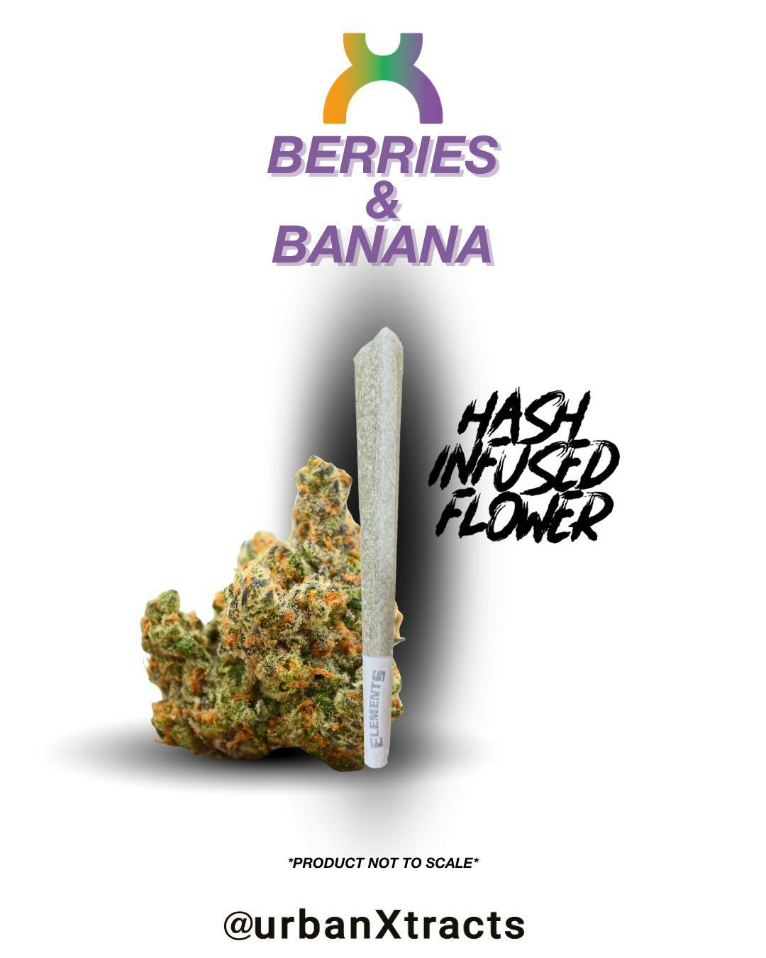 Berries & Bananas | Hash Infused | 1.2g
