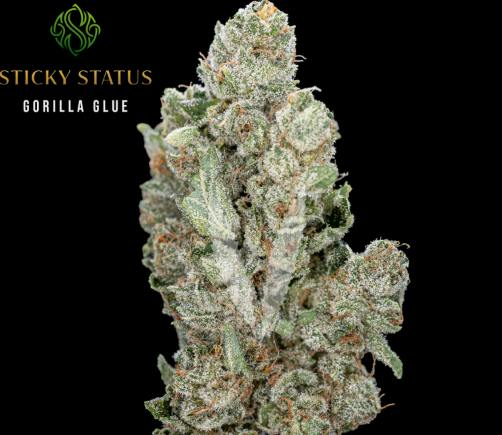 Sticky Status Gorilla Glue Flower Jar Premium 3.5g